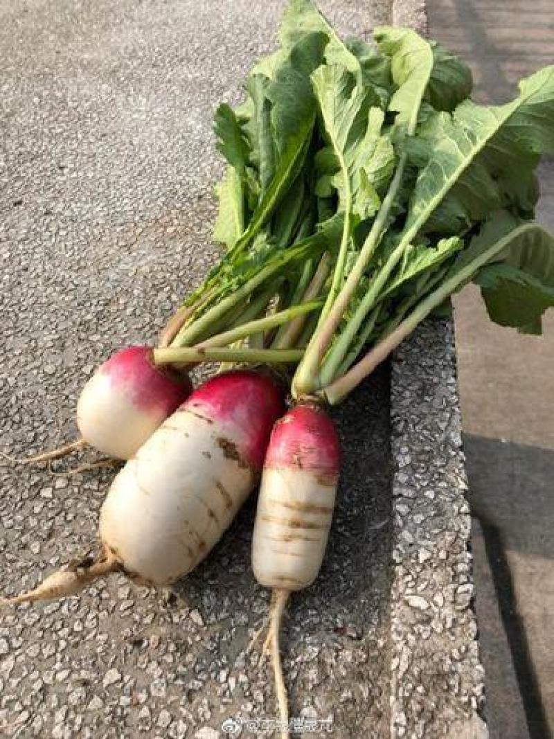 半夏萝卜种子四季播蔬菜瓜果种子肉质细微辣耐热耐寒紫红萝卜
