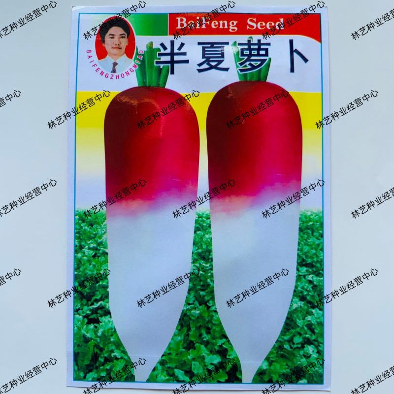 半夏萝卜种子四季播蔬菜瓜果种子肉质细微辣耐热耐寒紫红萝卜