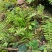 中药材