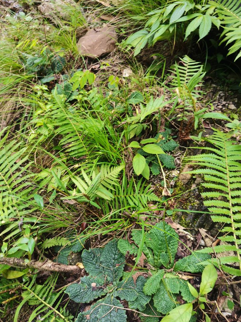 中药材