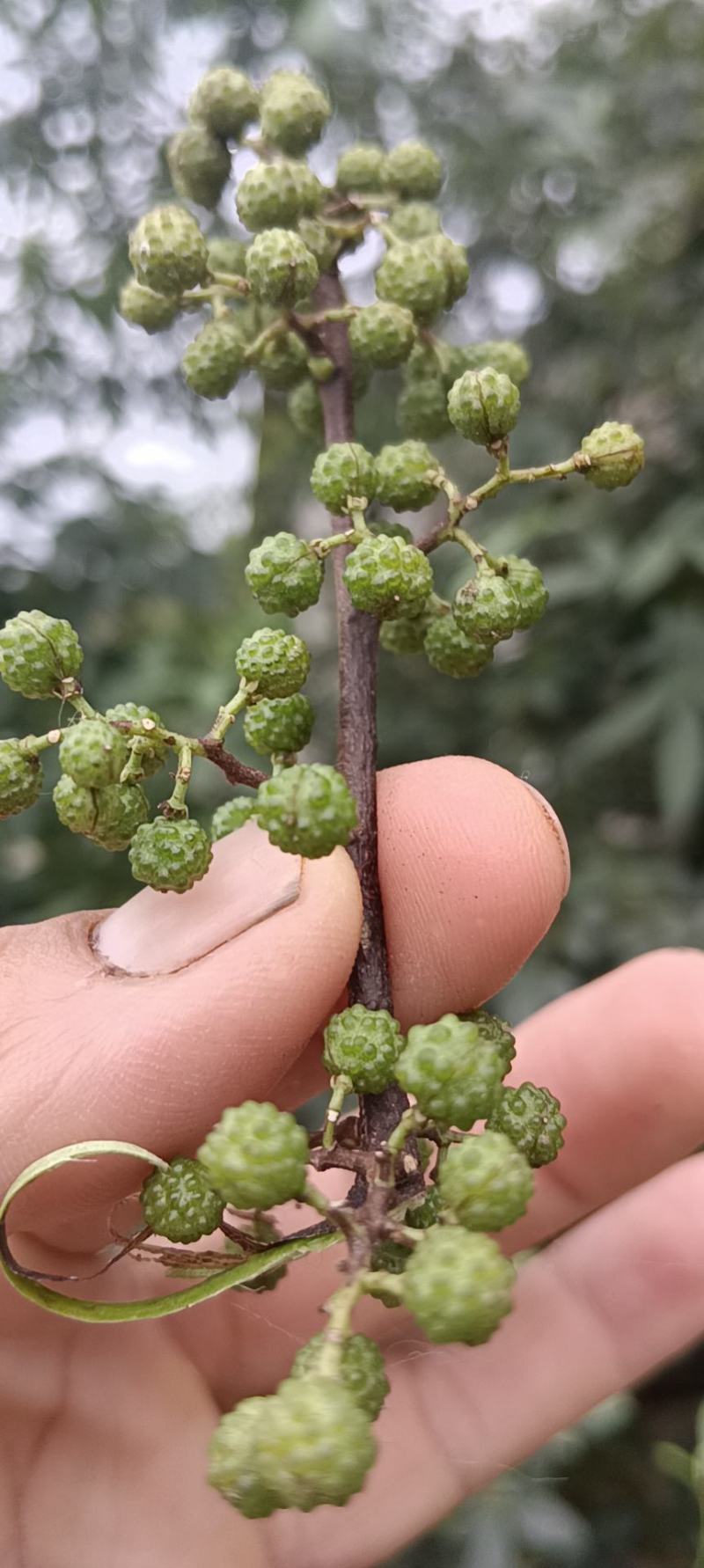 这就是正宗的五峰农村花椒，做出来的菜特别香，想要就联系我