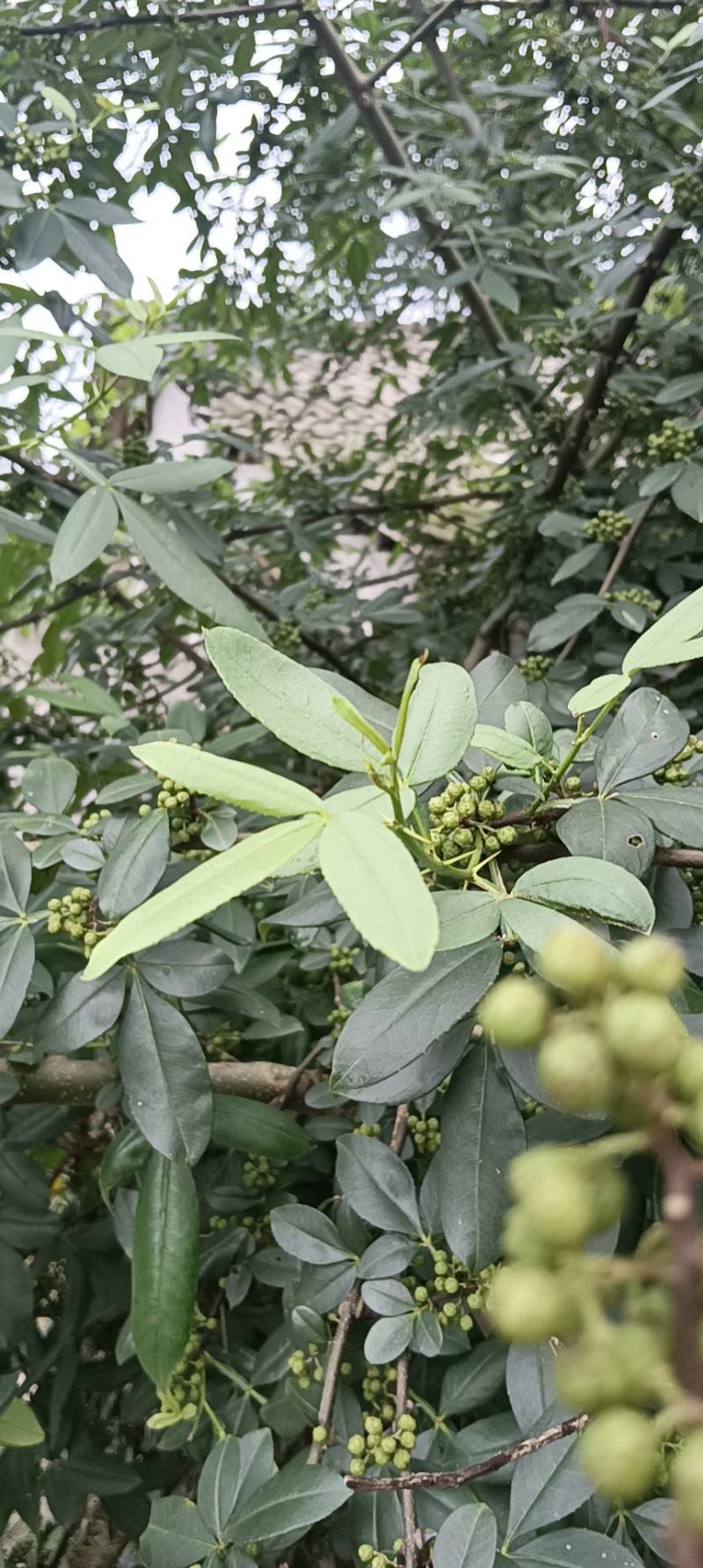 这就是正宗的五峰农村花椒，做出来的菜特别香，想要就联系我