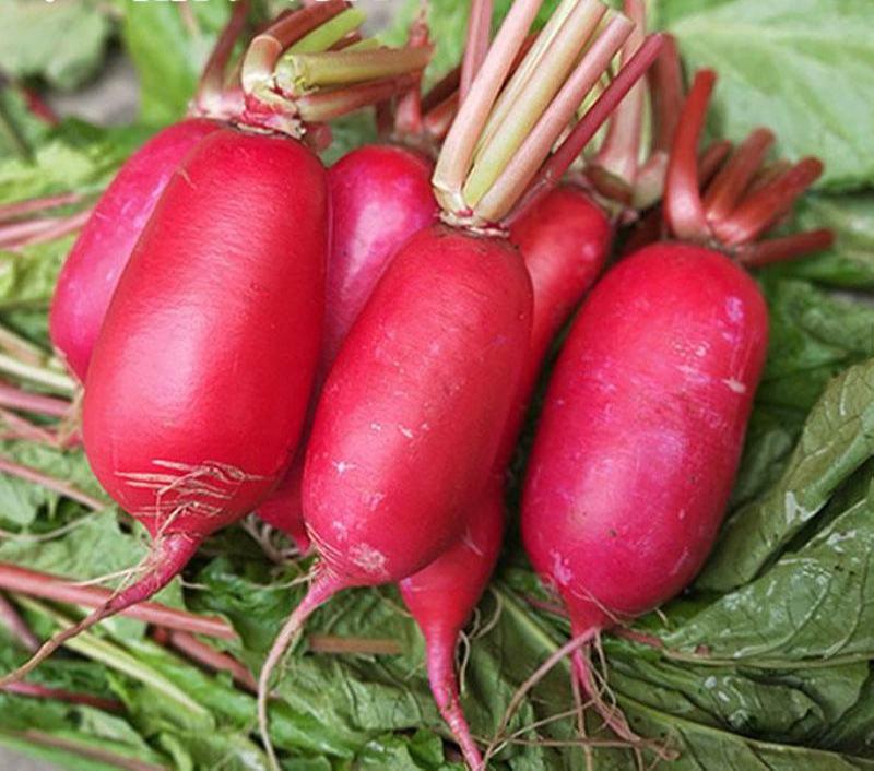 双红一号红萝卜种子夏季耐高温罗卜早熟耐糠心优质红皮萝卜