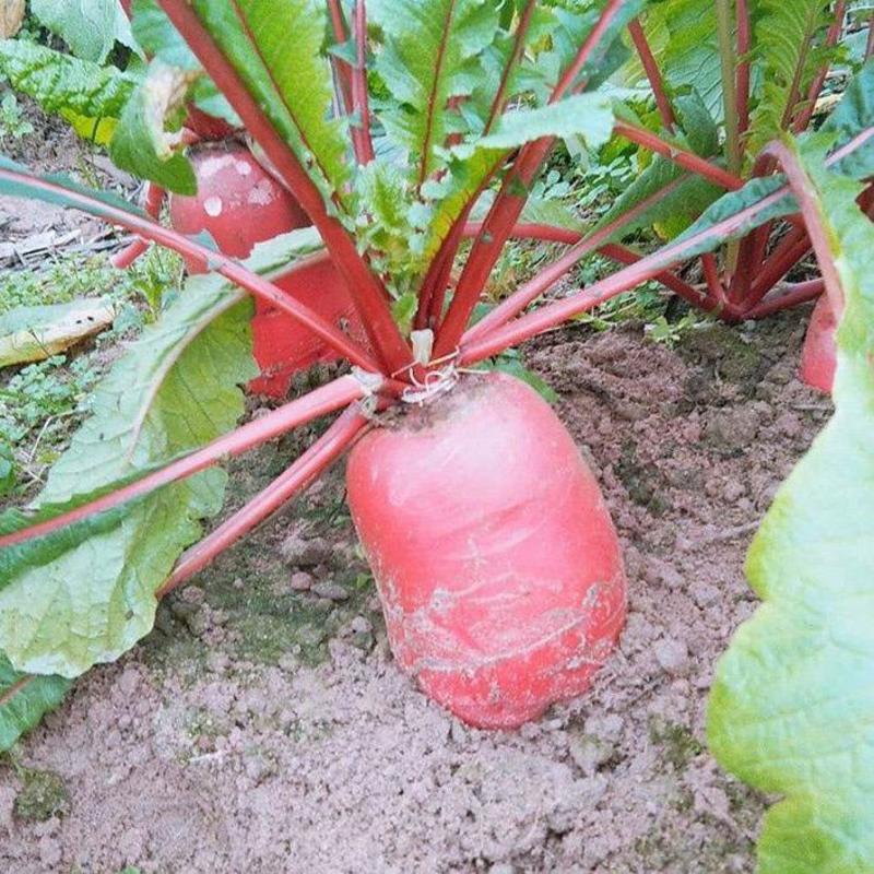 双红一号红萝卜种子夏季耐高温罗卜早熟耐糠心优质红皮萝卜