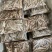 开肚柳根鱼［东北高山流水冷水鱼］溪流清水柳根品质保证