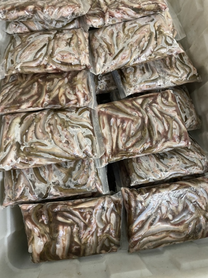 开肚柳根鱼［东北高山流水冷水鱼］溪流清水柳根品质保证