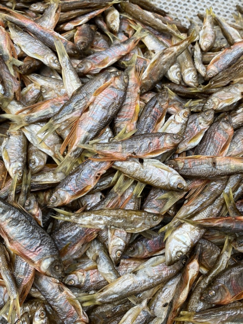 开肚柳根鱼［东北高山流水冷水鱼］溪流清水柳根品质保证