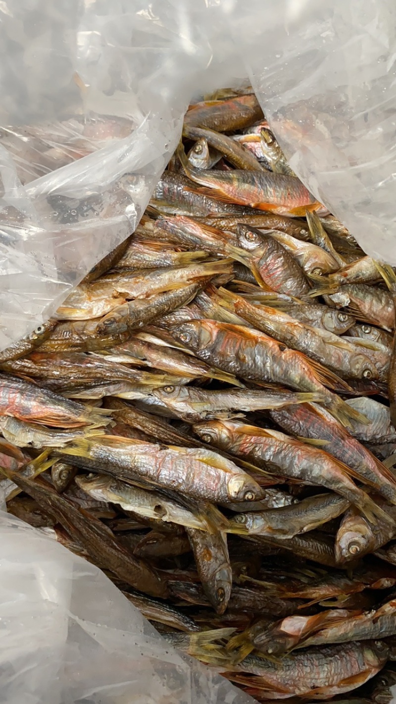 开肚柳根鱼［东北高山流水冷水鱼］溪流清水柳根品质保证