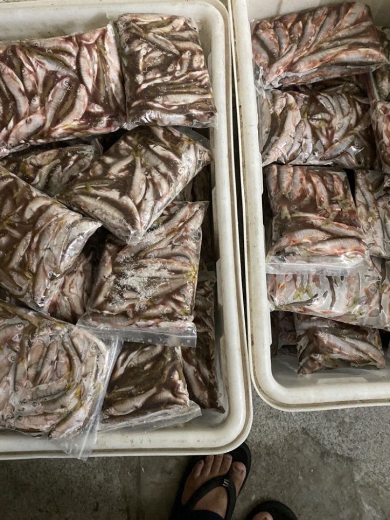 开肚柳根鱼［东北高山流水冷水鱼］溪流清水柳根品质保证