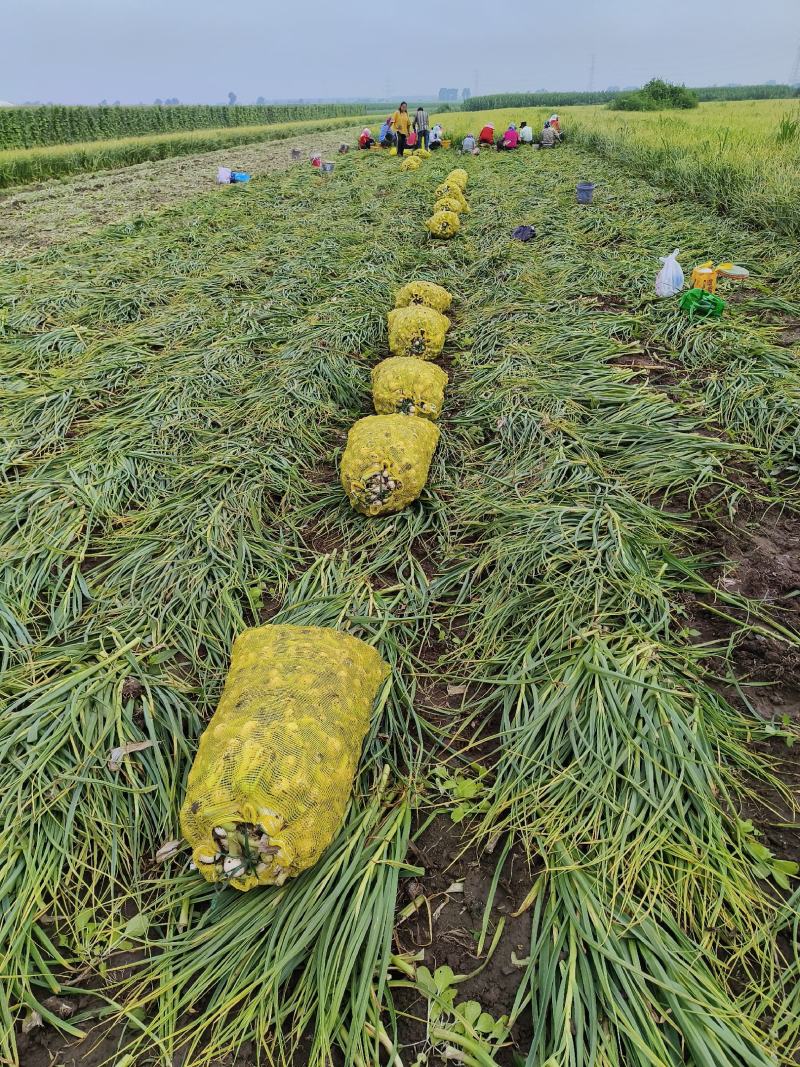 吉林万亩产区种植基地特产青蒜头一件代发！