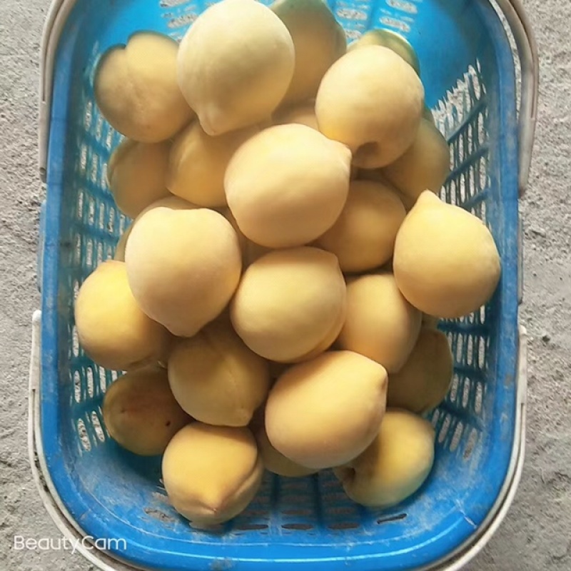 耒阳市第一锋高山黄桃