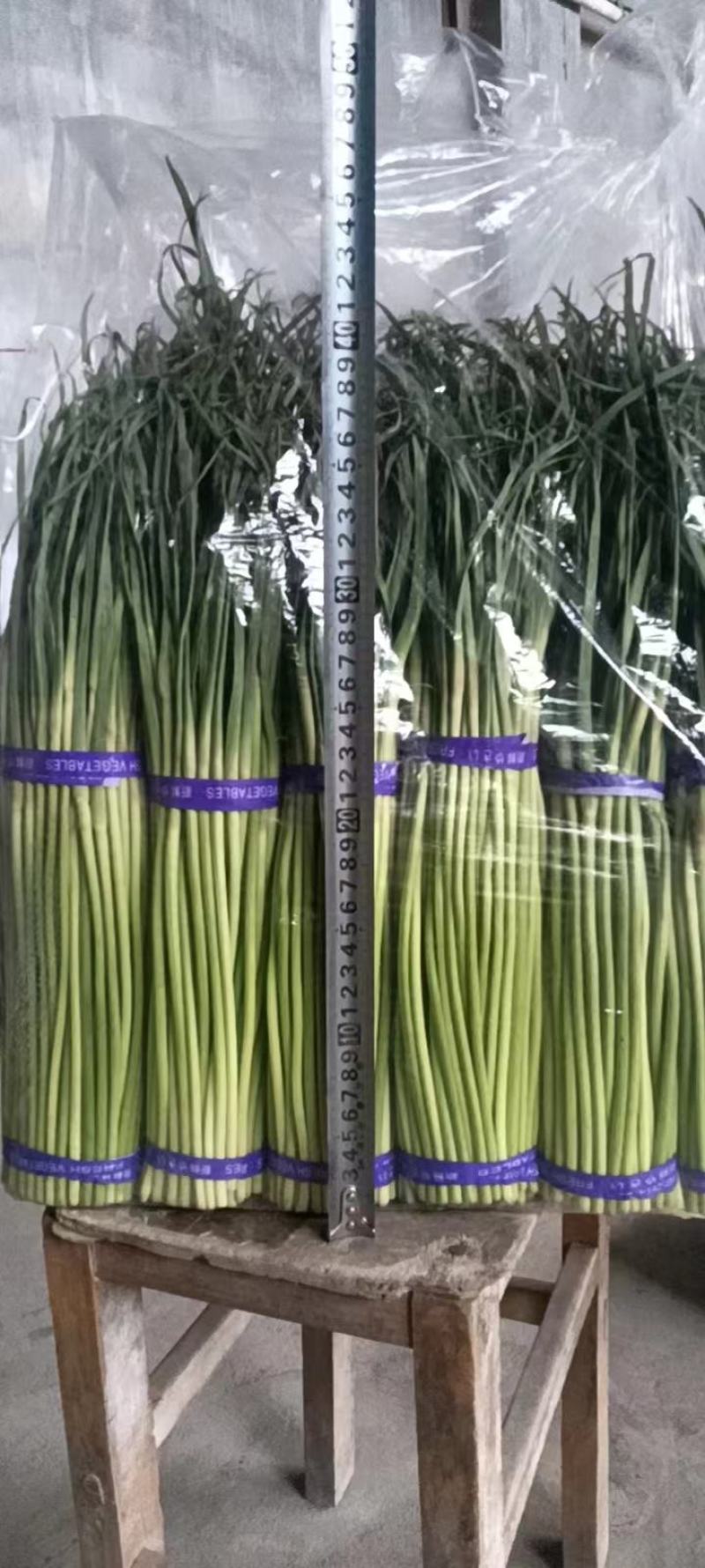 濮阳红帽蒜苔自有冷库600吨现货供应保鲜包装一条