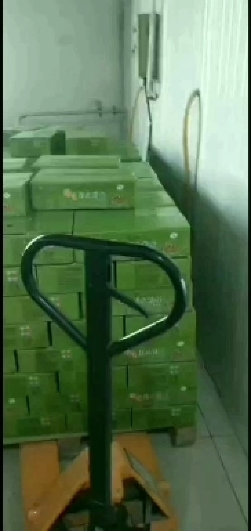 精选扬州宝应野生紫皮慈姑，基地直发，大量走货，欢迎来电