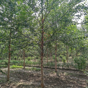 欧洲白桦丛生白桦临沂荣超园林大量供应5-20公分