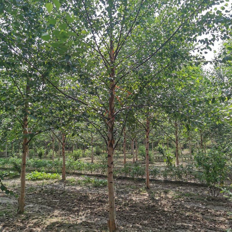 欧洲白桦丛生白桦临沂荣超园林大量供应5-20公分