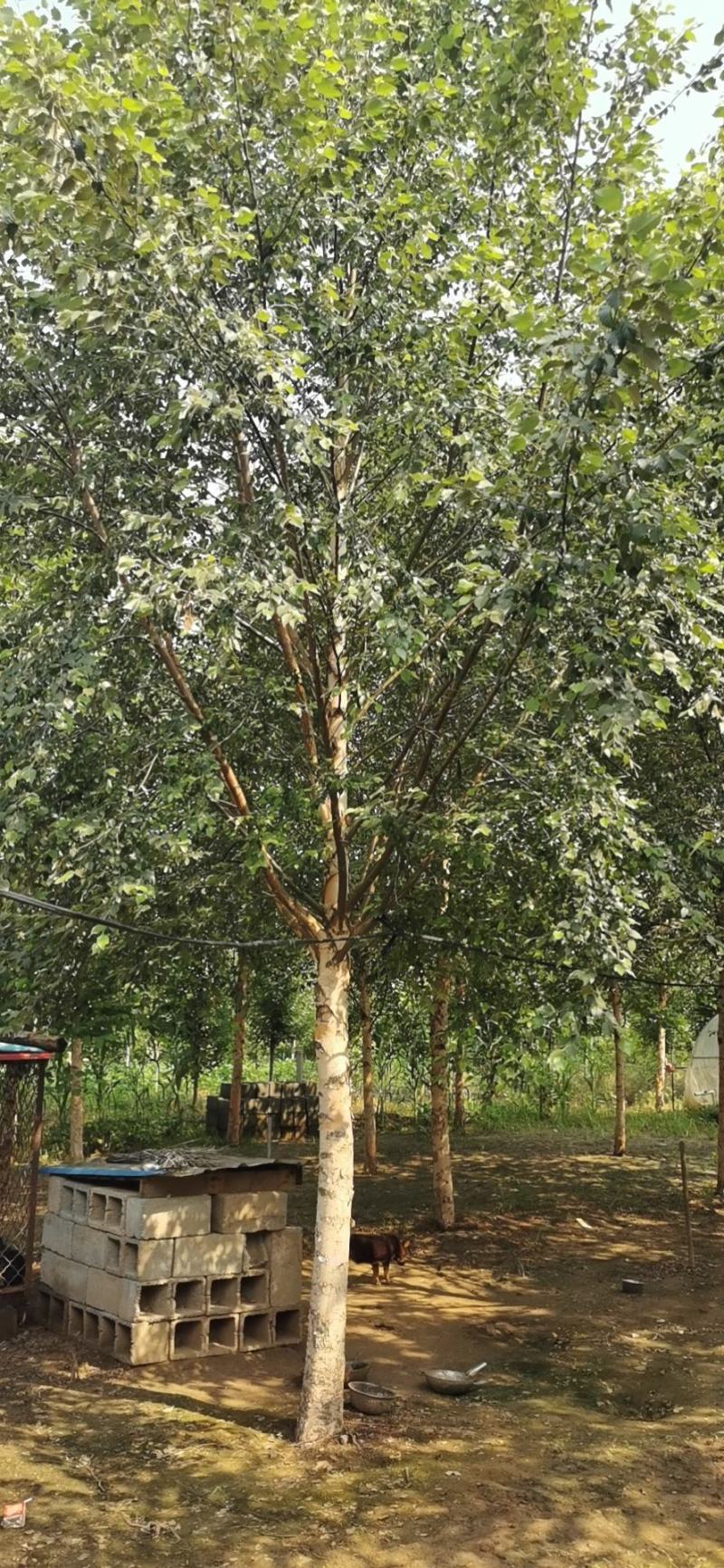 欧洲白桦丛生白桦临沂荣超园林大量供应5-20公分