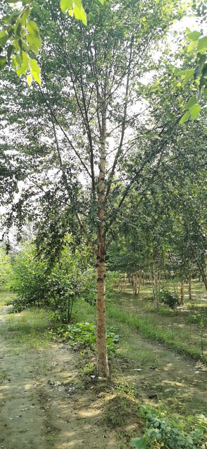 欧洲白桦丛生白桦临沂荣超园林大量供应5-20公分