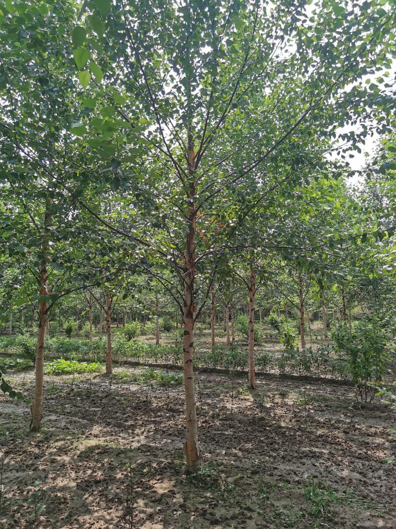 欧洲白桦丛生白桦临沂荣超园林大量供应5-20公分