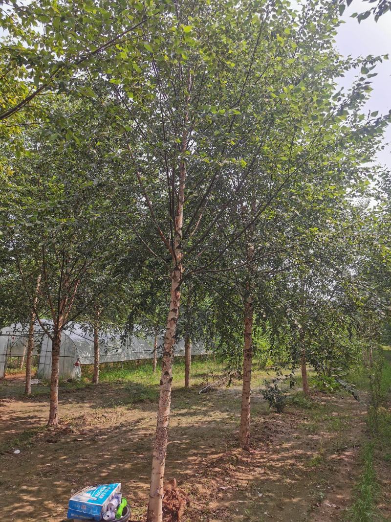 欧洲白桦丛生白桦临沂荣超园林大量供应5-20公分