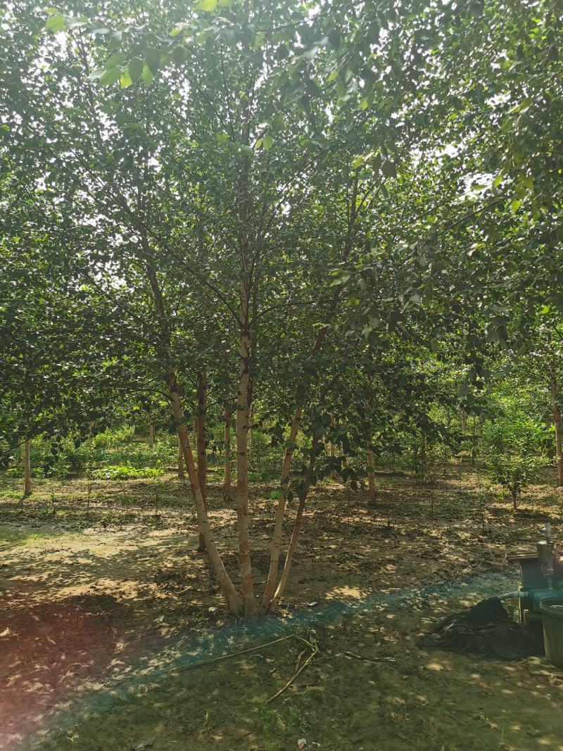 欧洲白桦丛生白桦临沂荣超园林大量供应5-20公分