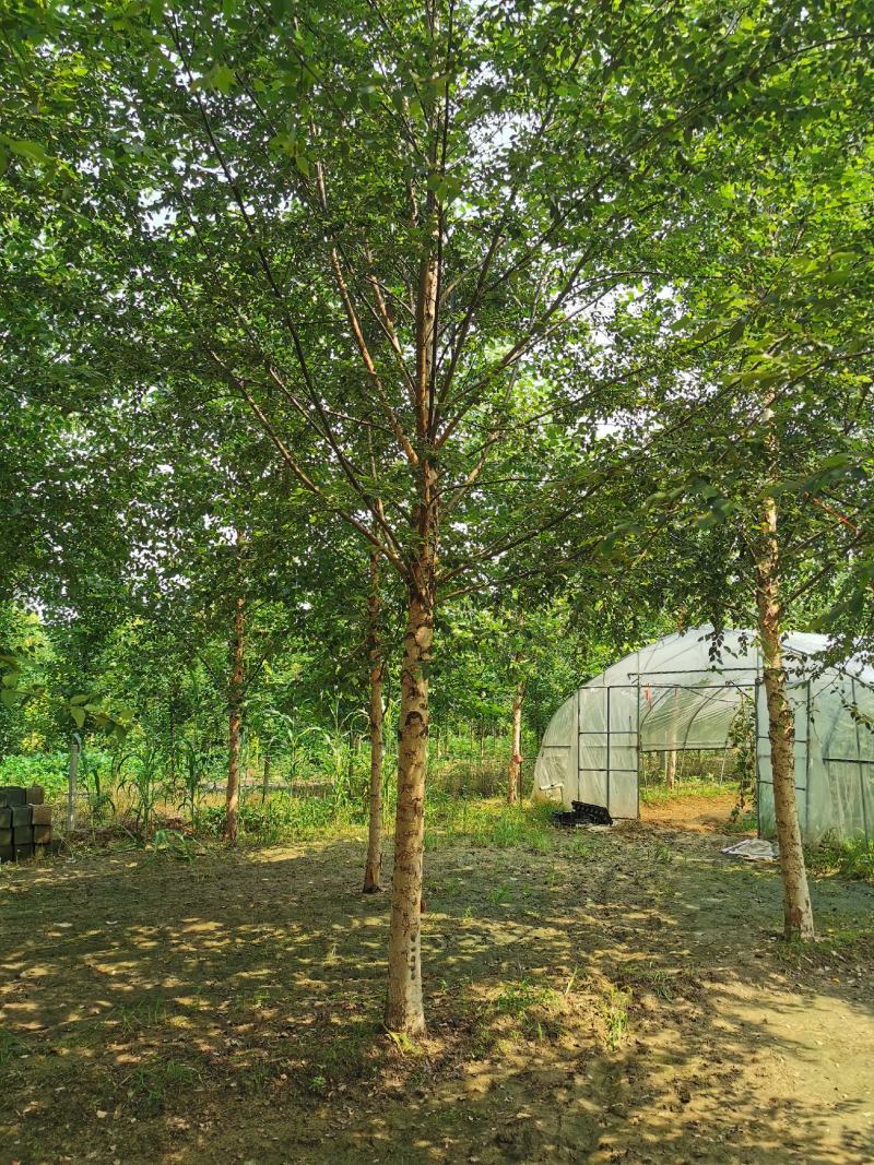 欧洲白桦丛生白桦临沂荣超园林大量供应5-20公分