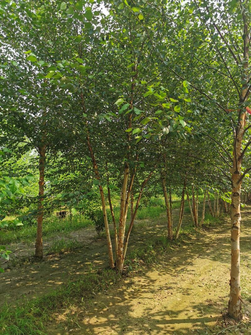 欧洲白桦丛生白桦临沂荣超园林大量供应5-20公分