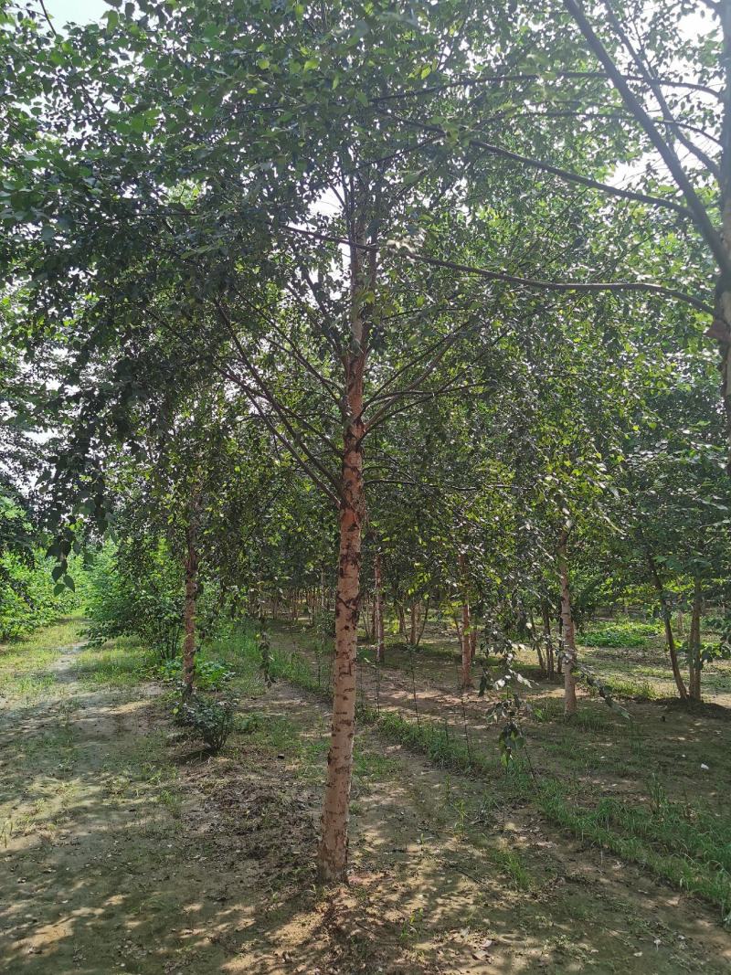 欧洲白桦丛生白桦临沂荣超园林大量供应5-20公分