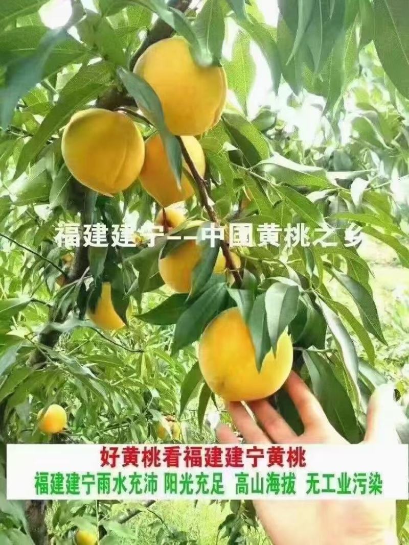 建宁锦绣黄桃