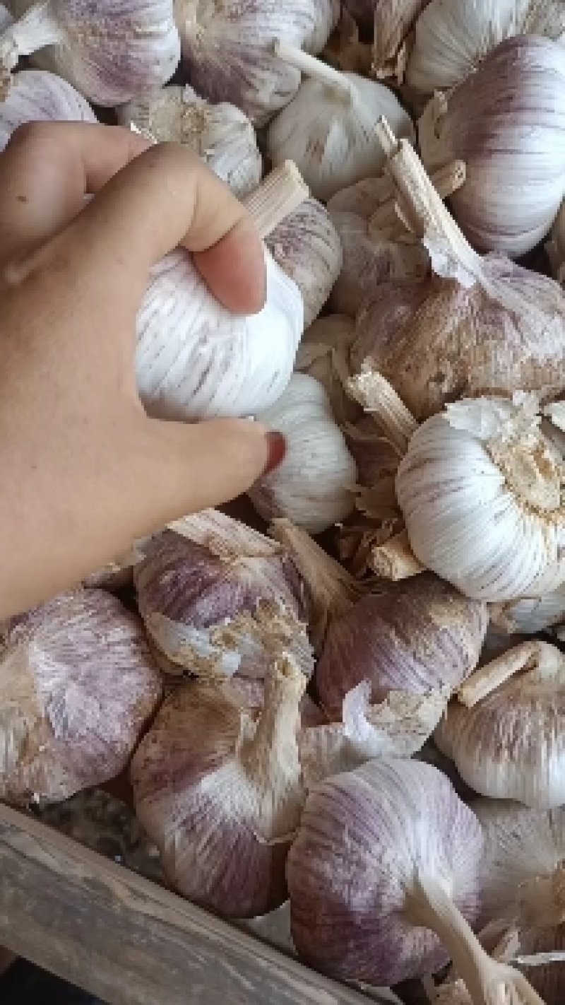 紫皮大蒜
