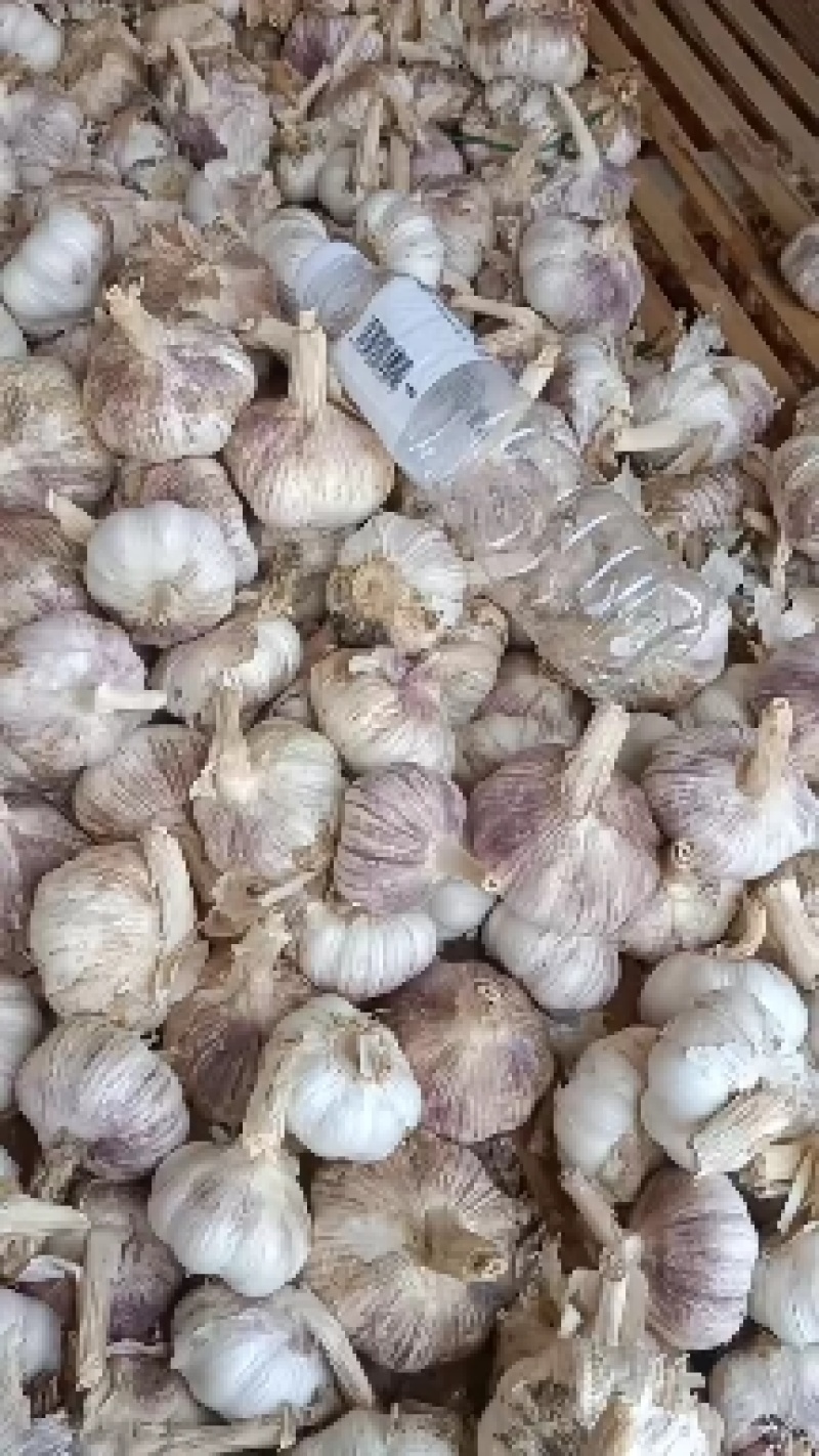 紫皮大蒜