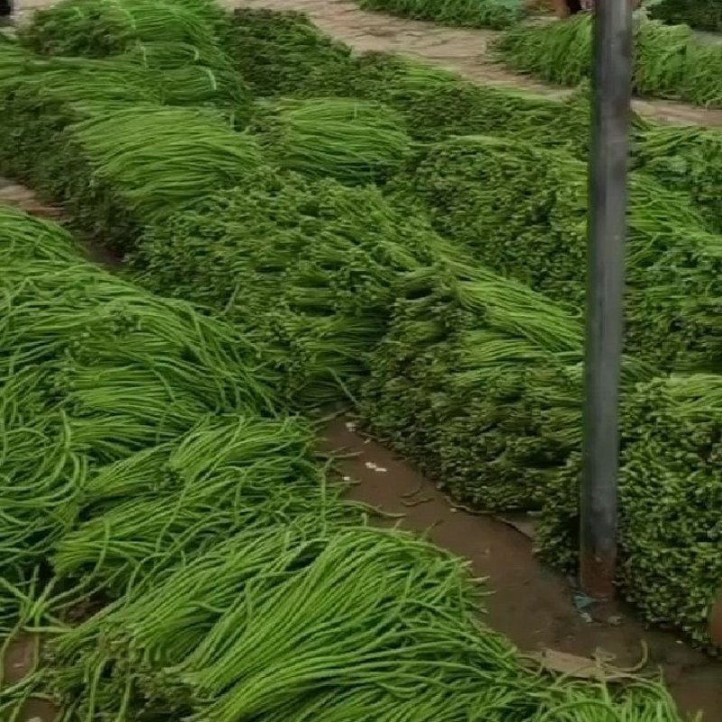 精品豆角