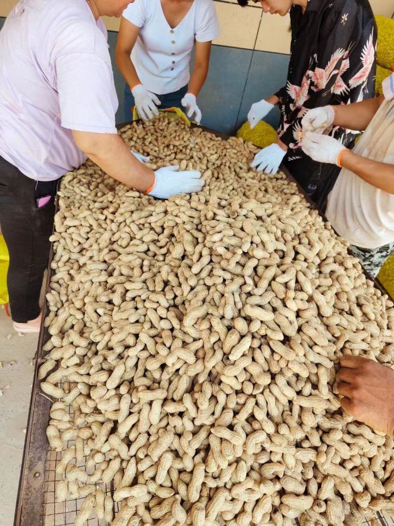 带壳鲜花生，纯沙地花生，颗粒饱满，欢迎电商加工厂市场批发