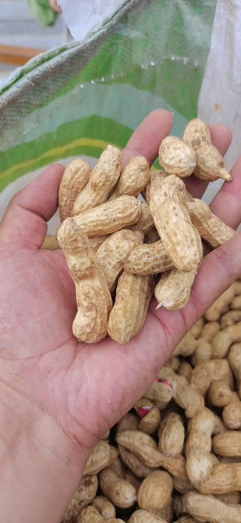 带壳鲜花生，纯沙地花生，颗粒饱满，欢迎电商加工厂市场批发