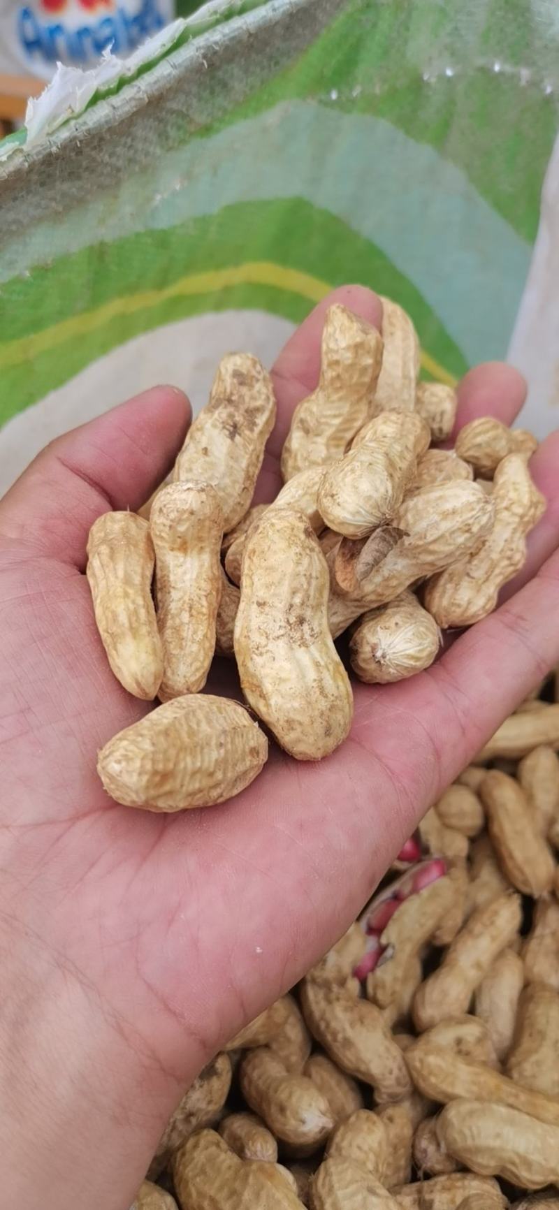 带壳鲜花生，纯沙地花生，颗粒饱满，欢迎电商加工厂市场批发