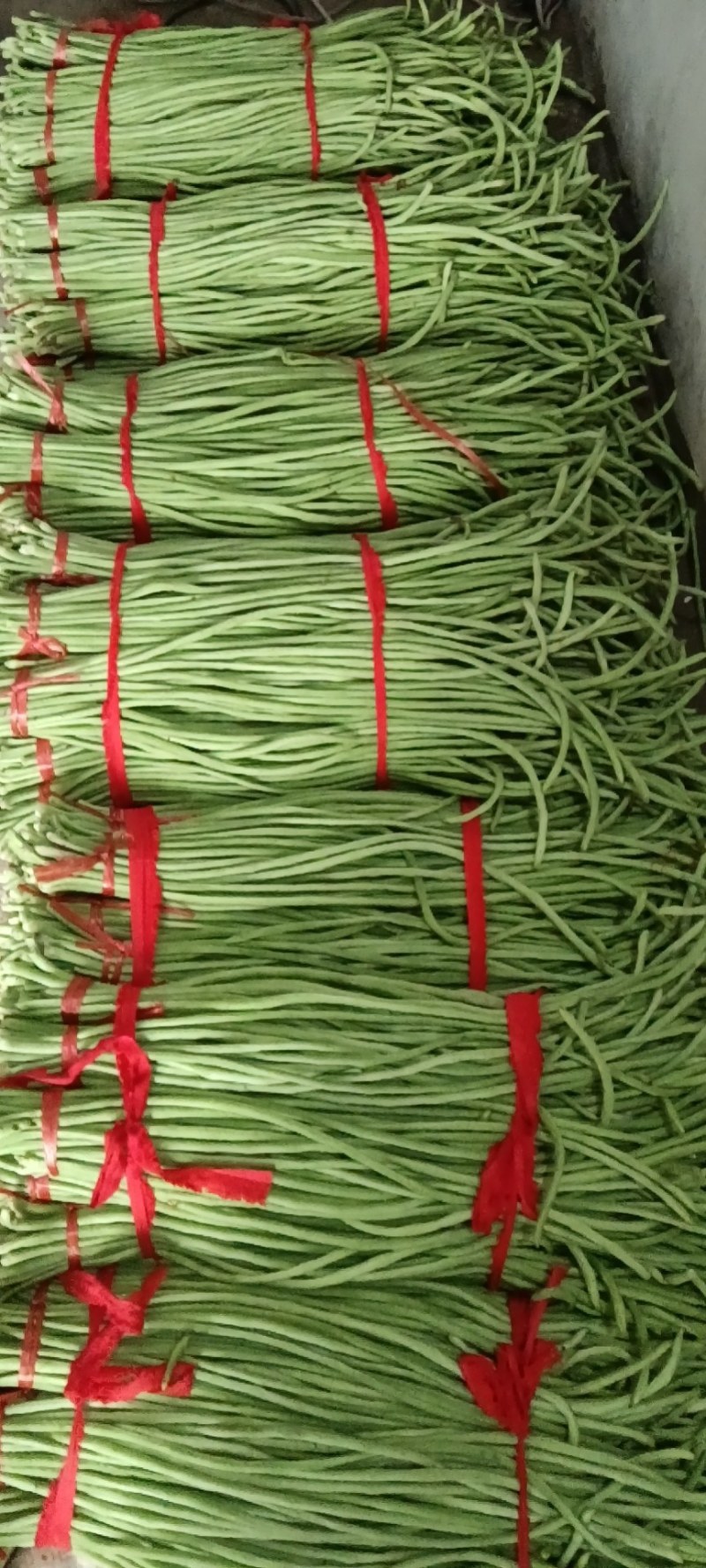 精品长豆角