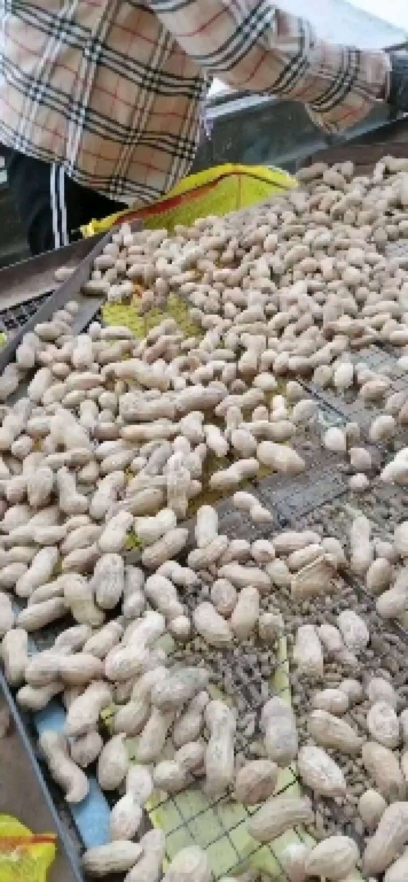 带壳鲜花生，纯沙地花生，颗粒饱满，欢迎电商加工厂市场批发