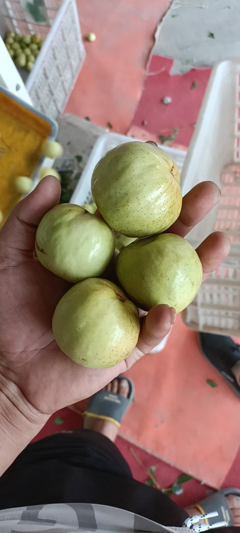 山东婆枣，枣脆王，早熟冬枣，专业代办，诚信经营地头百家货