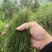 大量出售松针粉我们都是纯马尾松制作可以现场直播