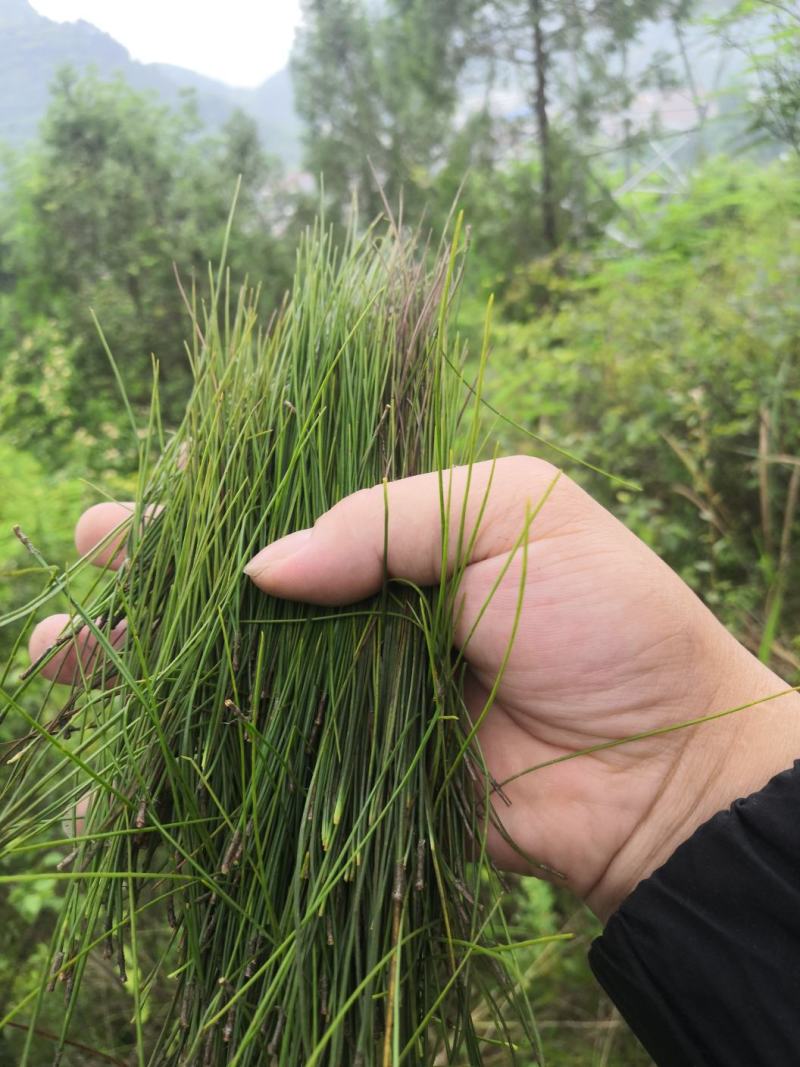 大量出售松针粉我们都是纯马尾松制作可以现场直播