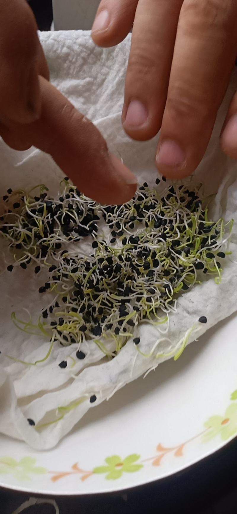 黄皮洋葱种子97%芽率高端品种洋葱种子，