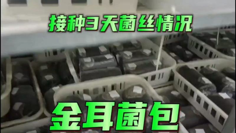 金耳菌包菌棒大型基地大量供货可代发货懂得来
