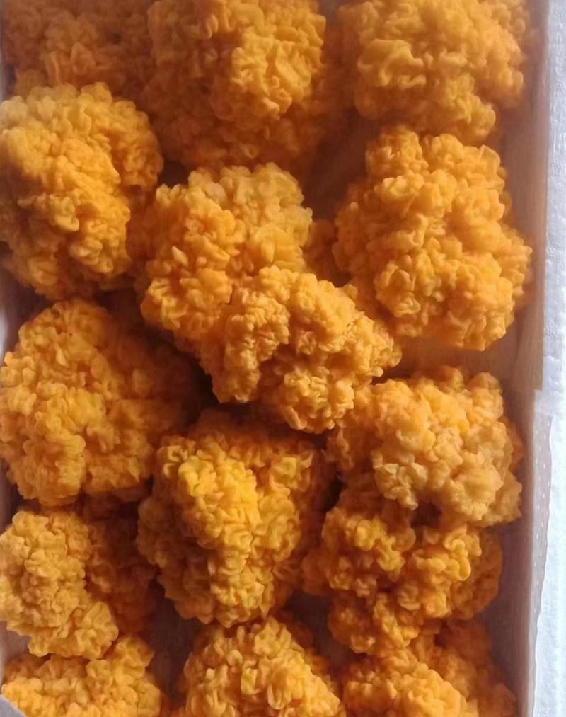 金耳菌包菌棒大型基地大量供货可代发货懂得来