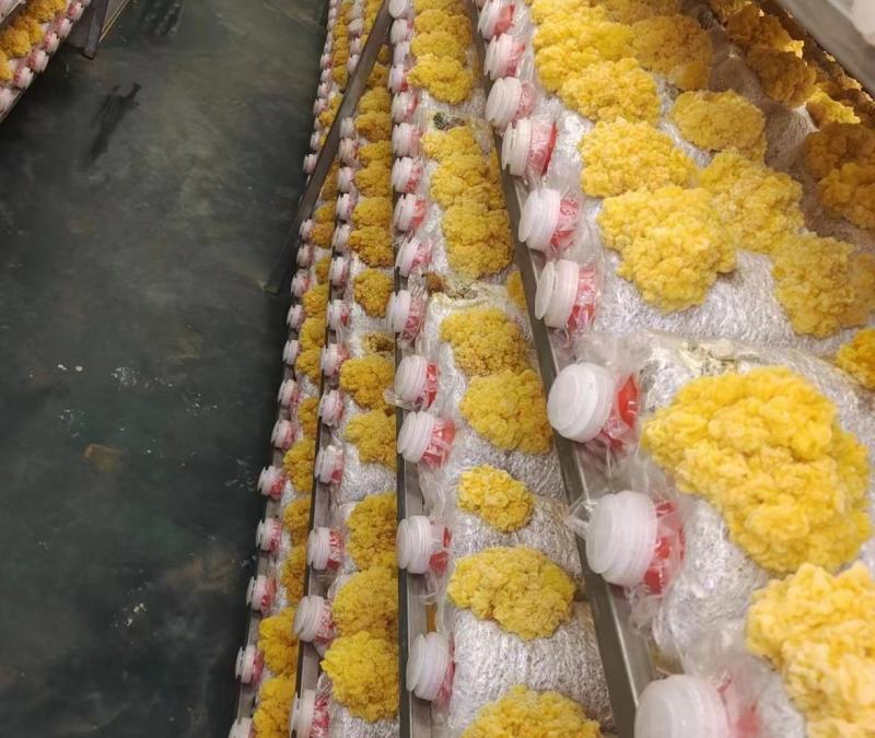 金耳菌包菌棒大型基地大量供货可代发货懂得来