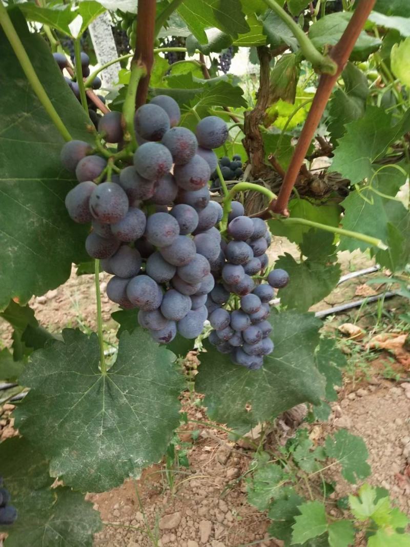 夏黑葡萄