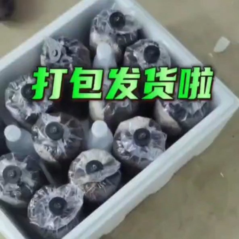 金耳菌包菌棒大型基地大量供货可代发货懂得来
