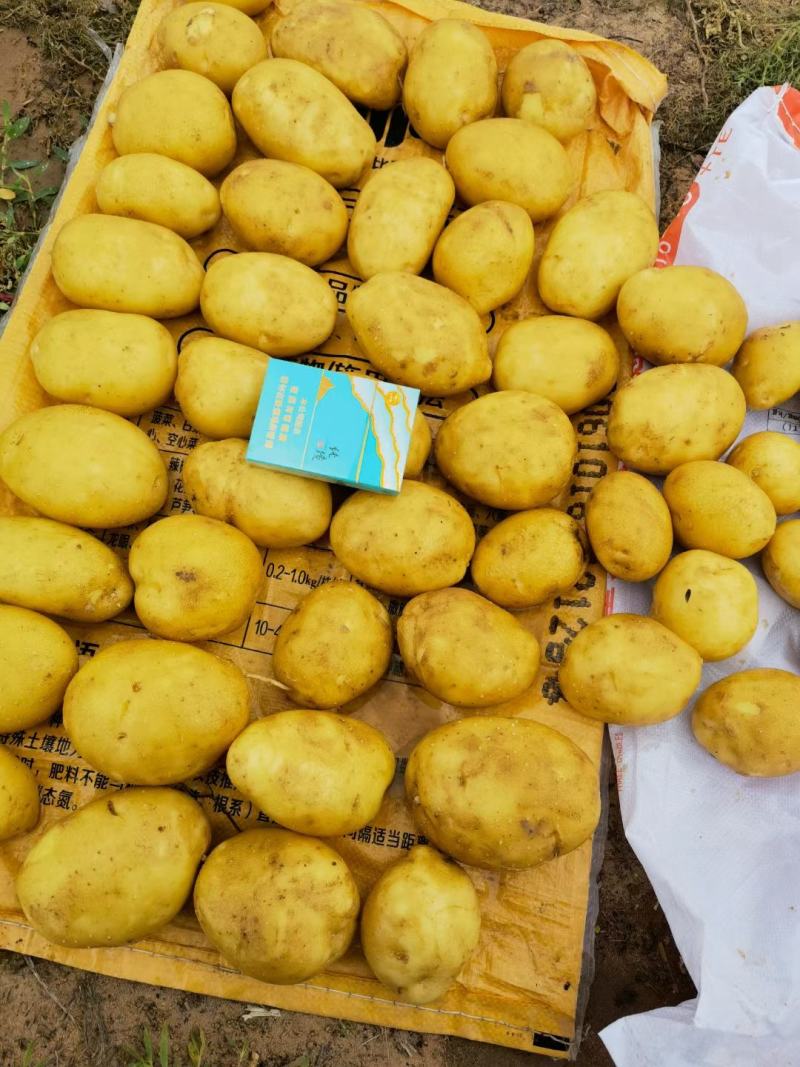 黄皮黄心土豆