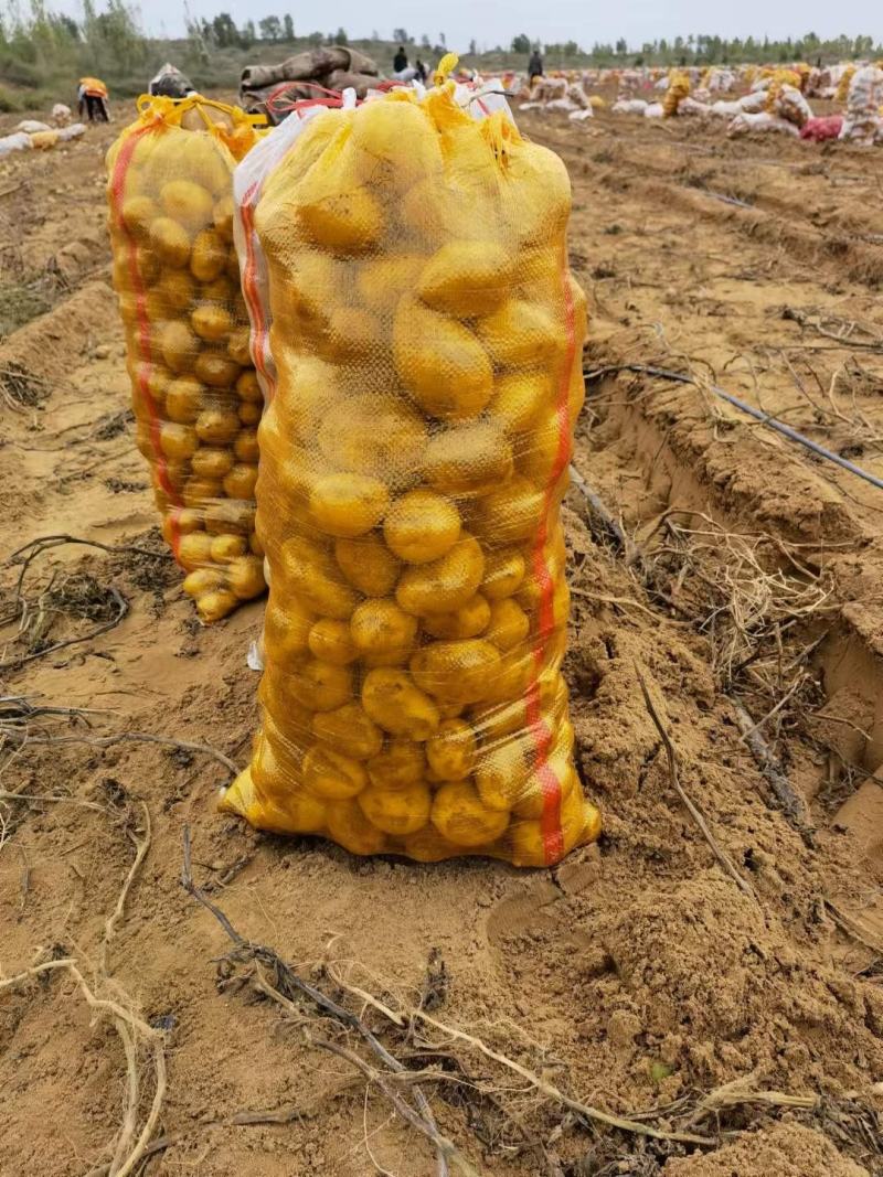 黄皮黄心土豆