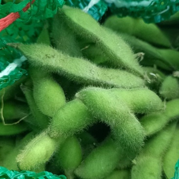 绿宝石毛豆