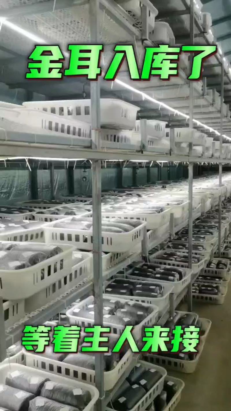 金耳菌包长期供货从不缺货可代发货价格详谈