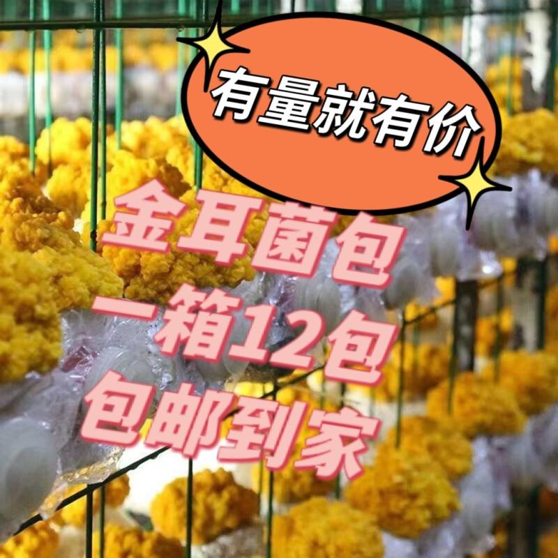 金耳菌包长期供货从不缺货可代发货价格详谈